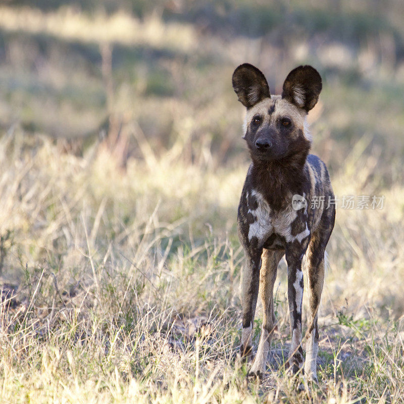 Alert African Wild Dog, Lycaon pictus